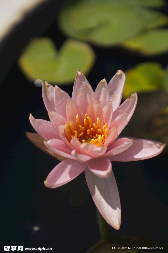 莲花