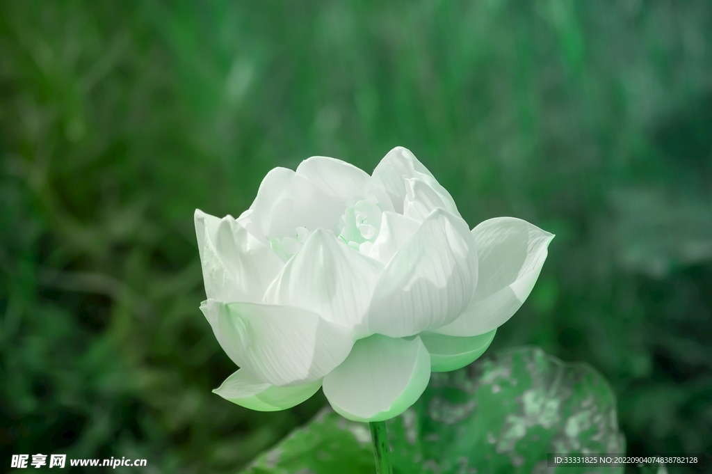 莲花