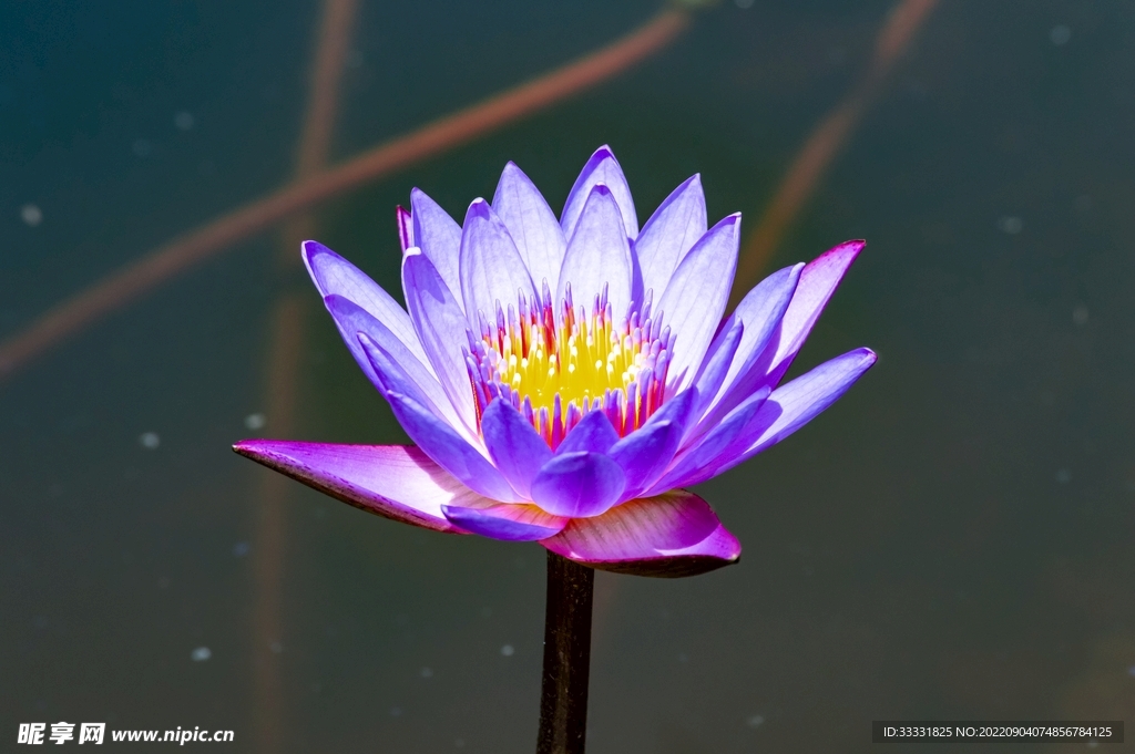 莲花