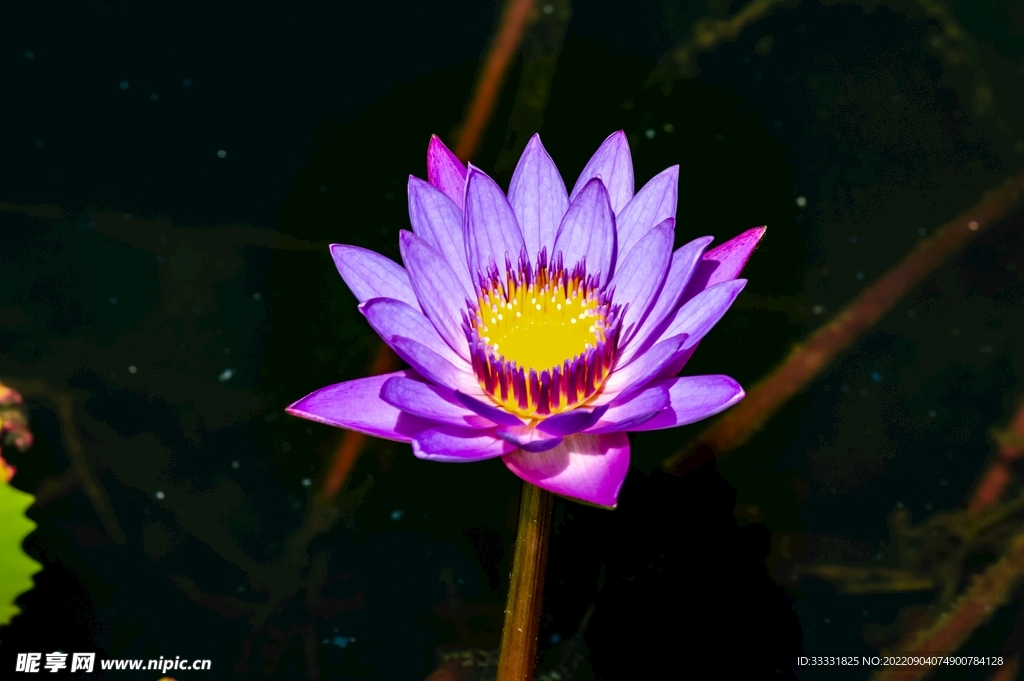 莲花