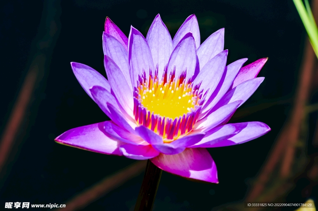 莲花