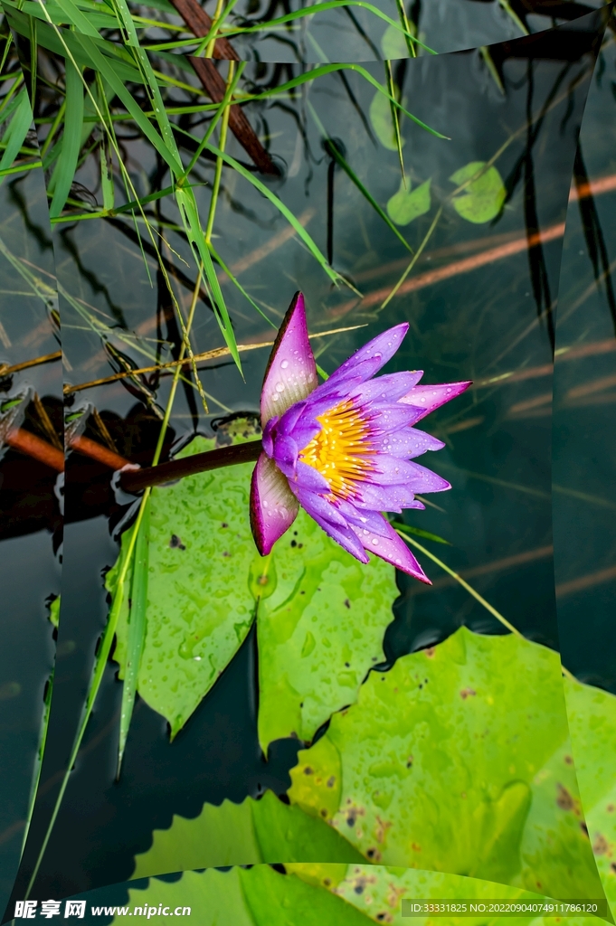 莲花