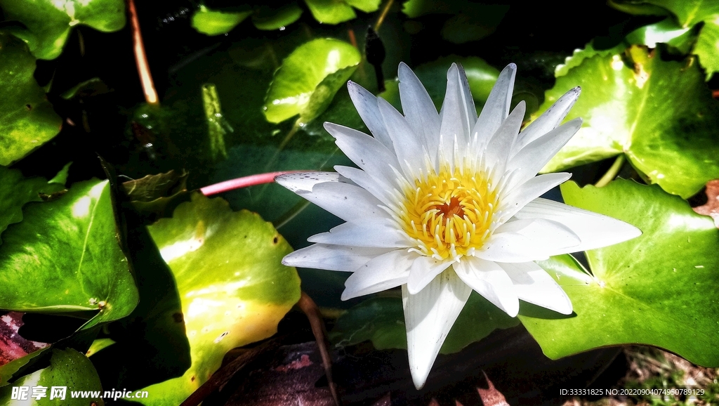 莲花