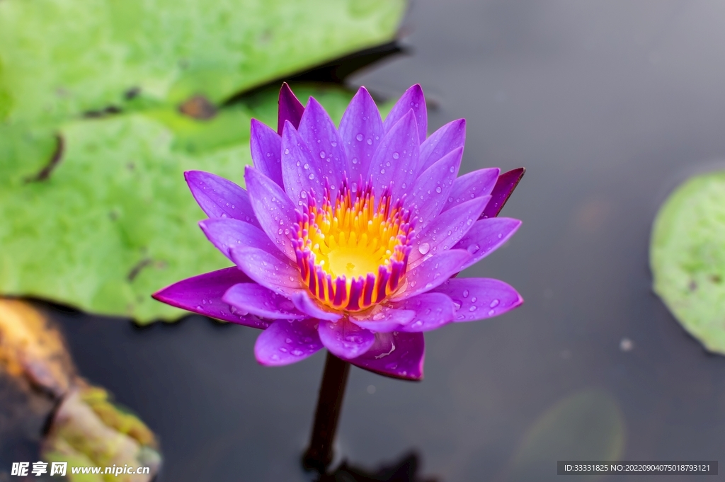 莲花