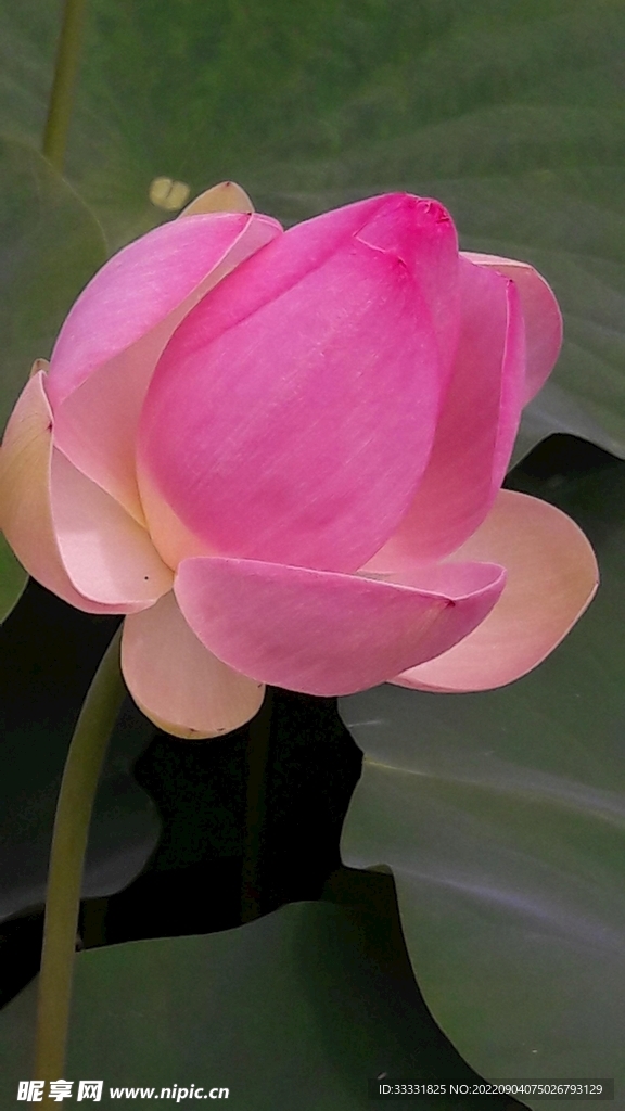 莲花