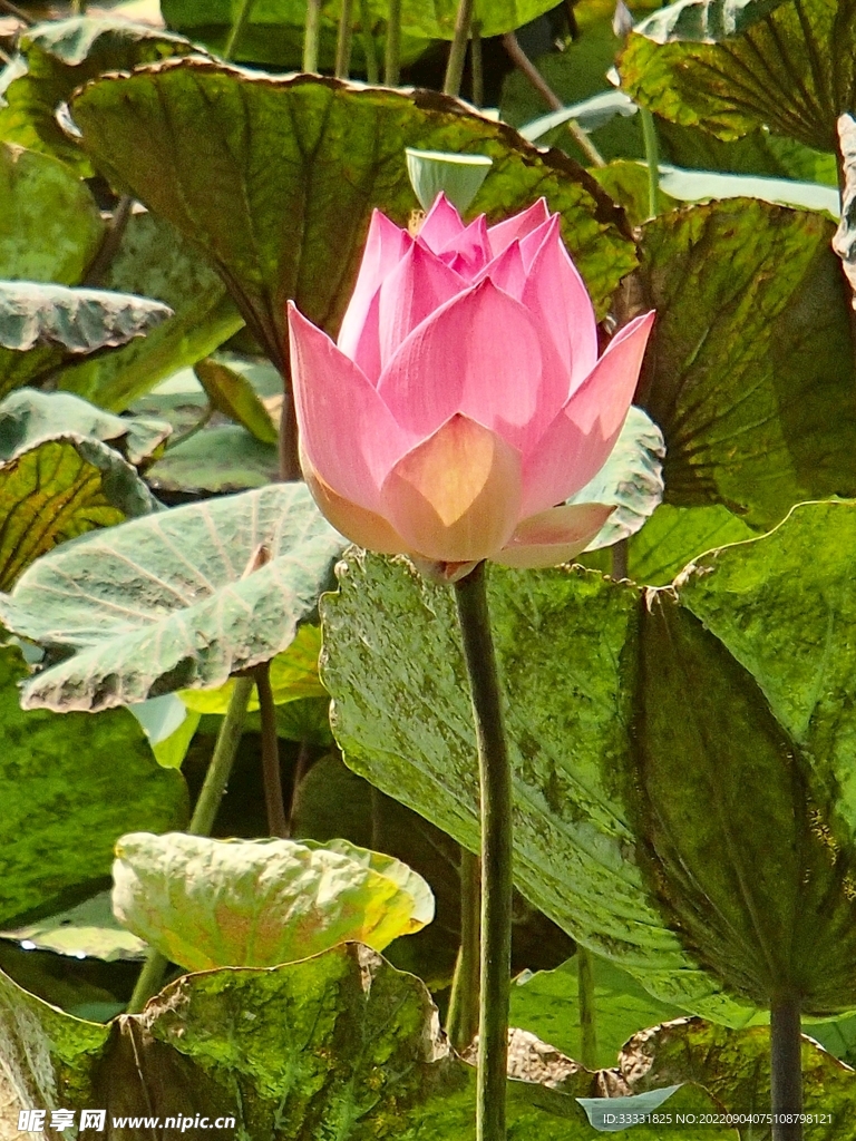 莲花