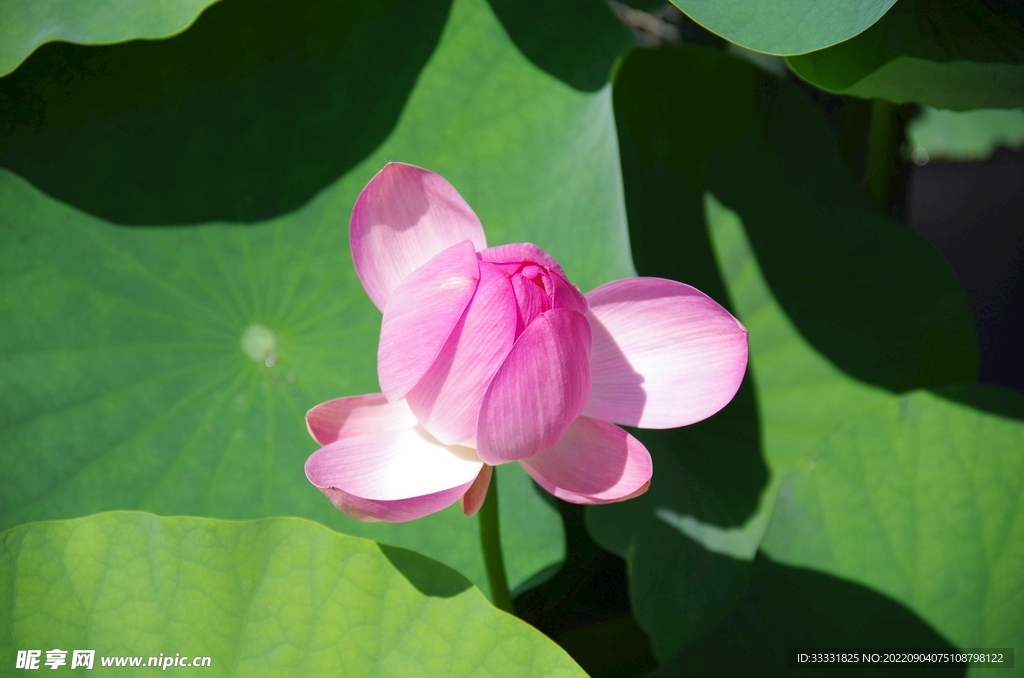莲花
