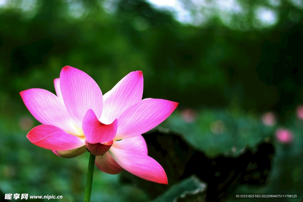 莲花
