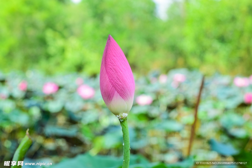 莲花