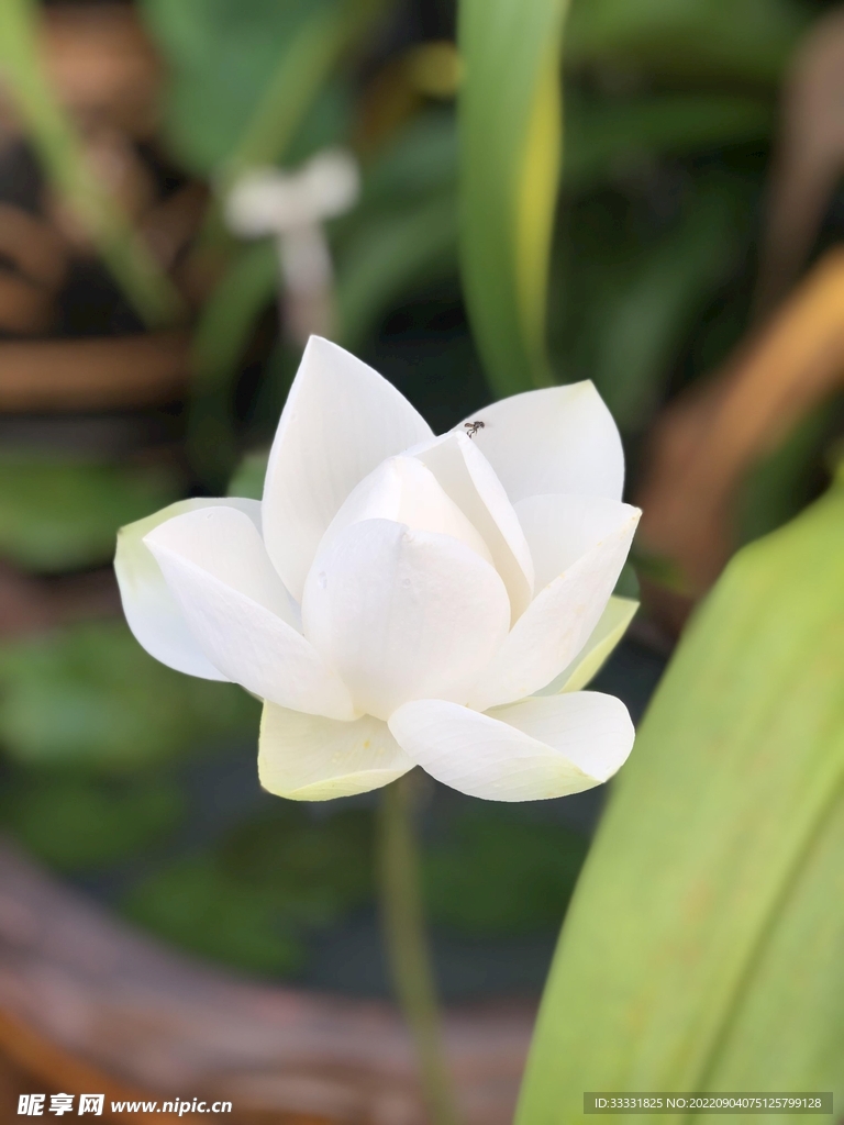 莲花
