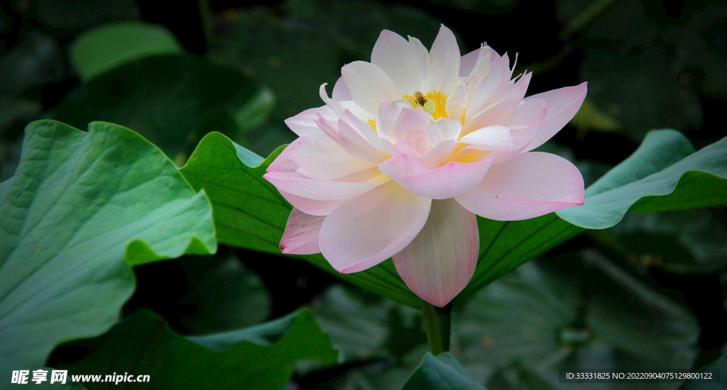莲花
