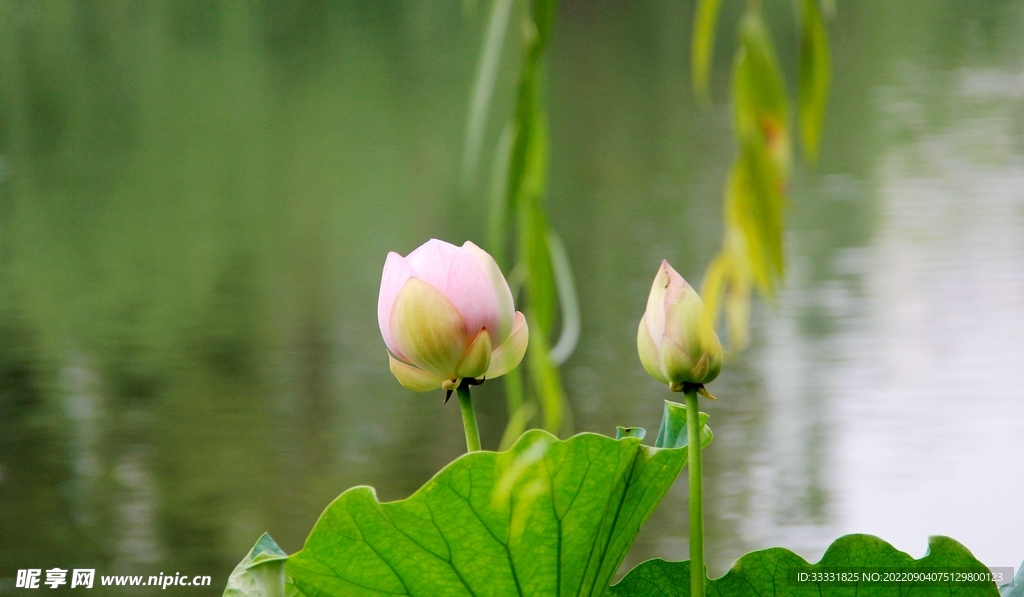 莲花