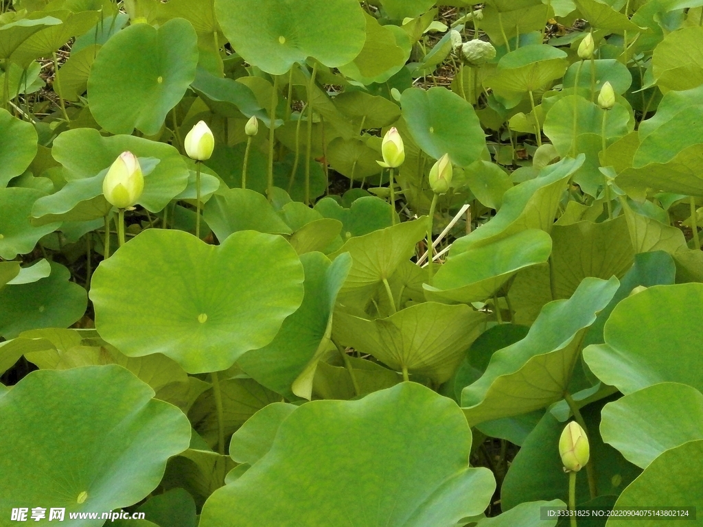 莲花