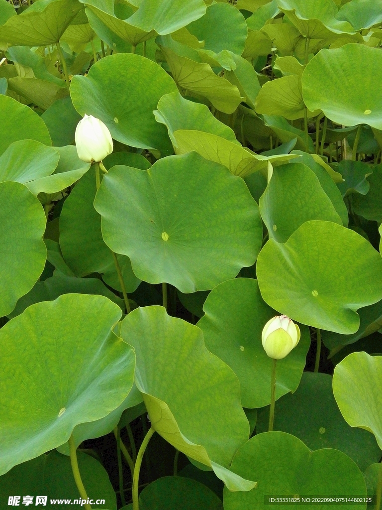 莲花