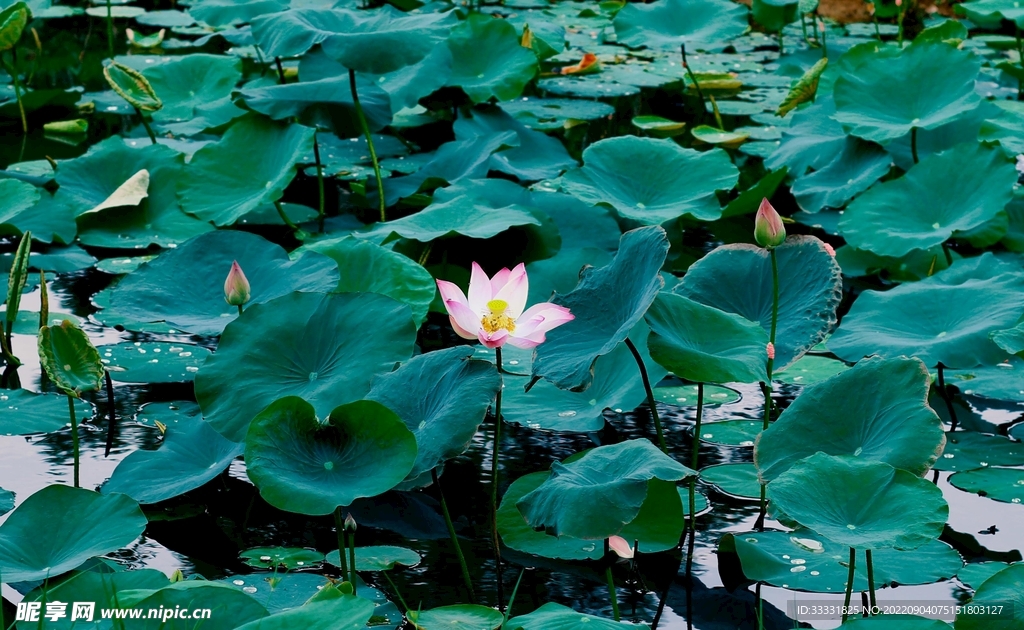 莲花