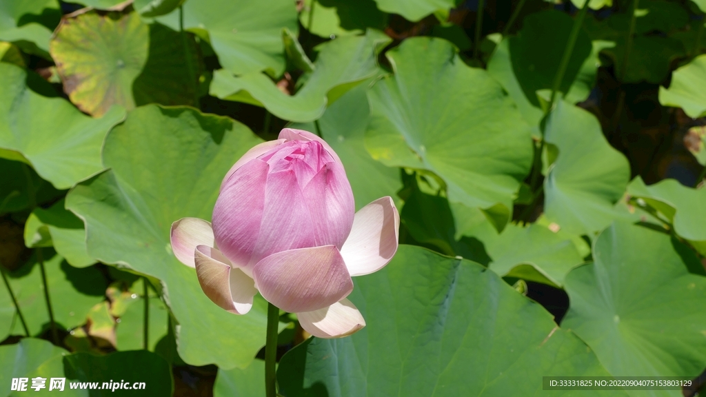 莲花