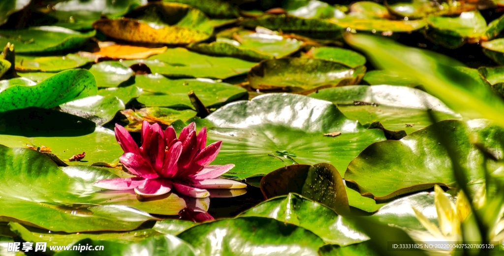 莲花