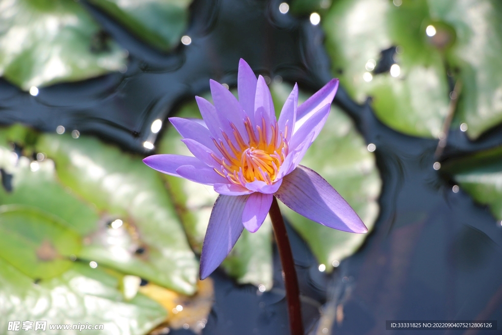 莲花