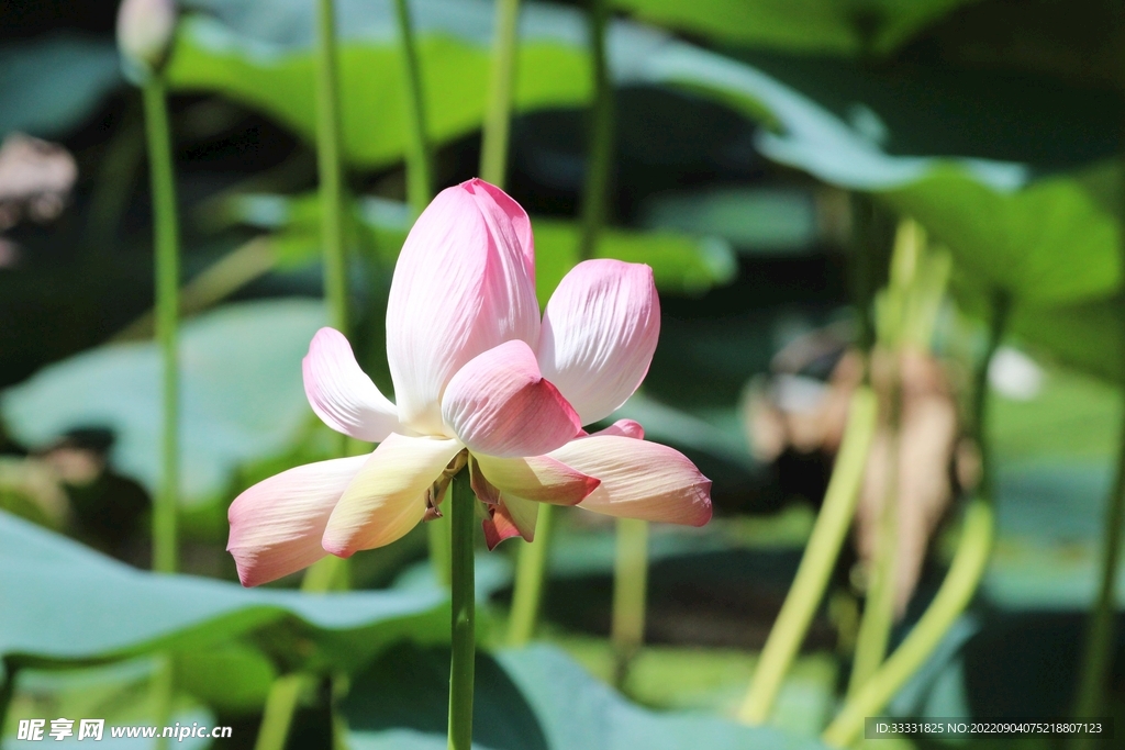 莲花