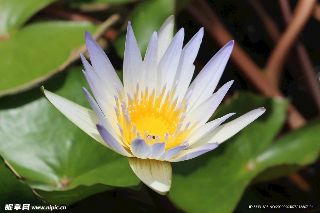 莲花