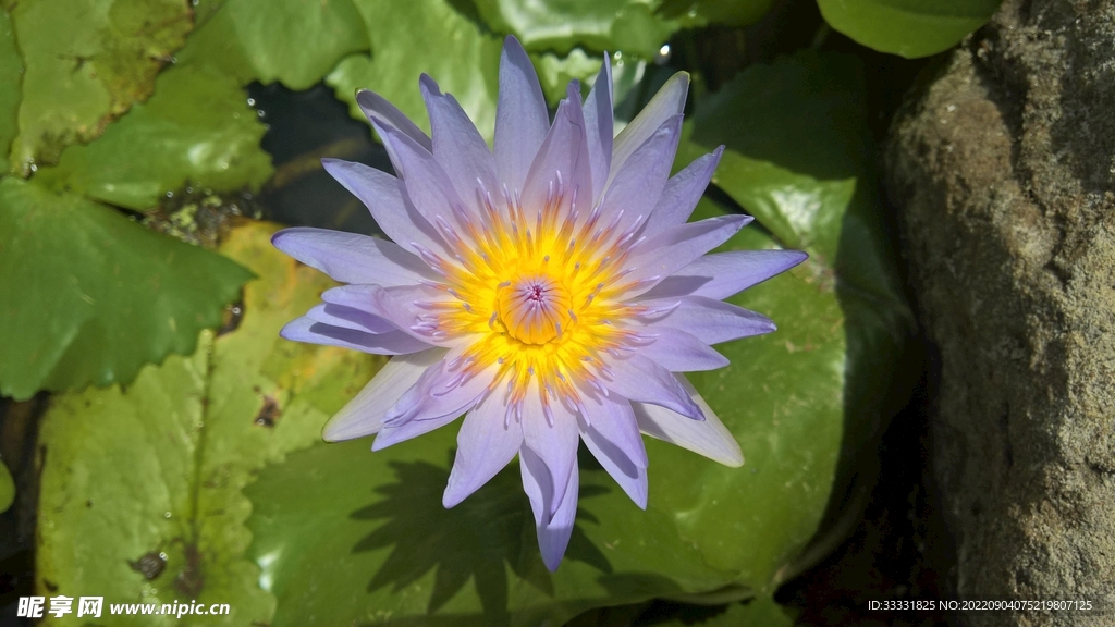 莲花