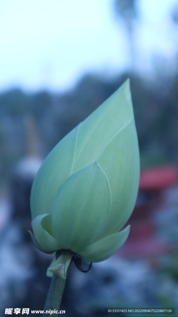 莲花