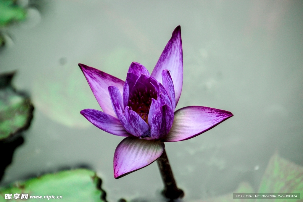 莲花