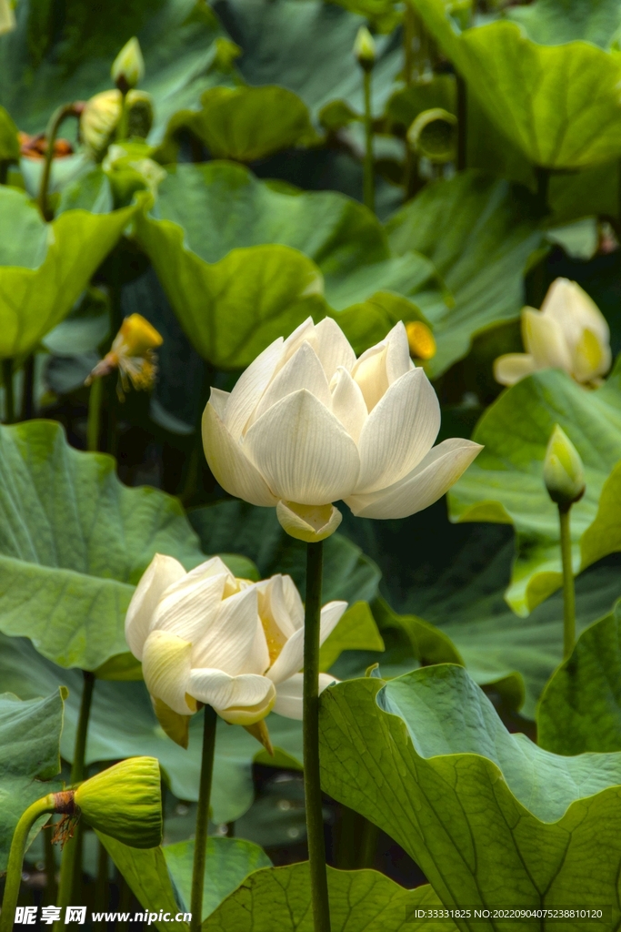 莲花