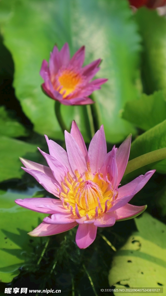 莲花