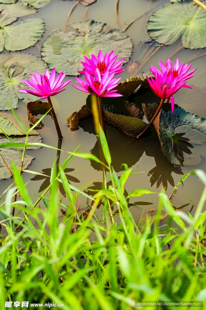 莲花