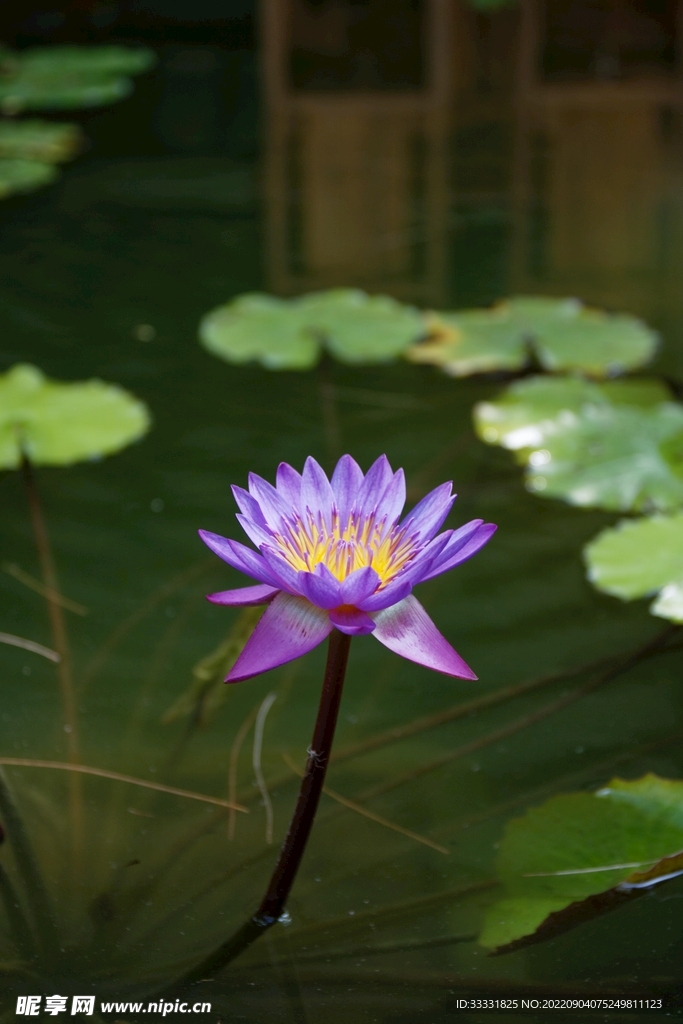 莲花