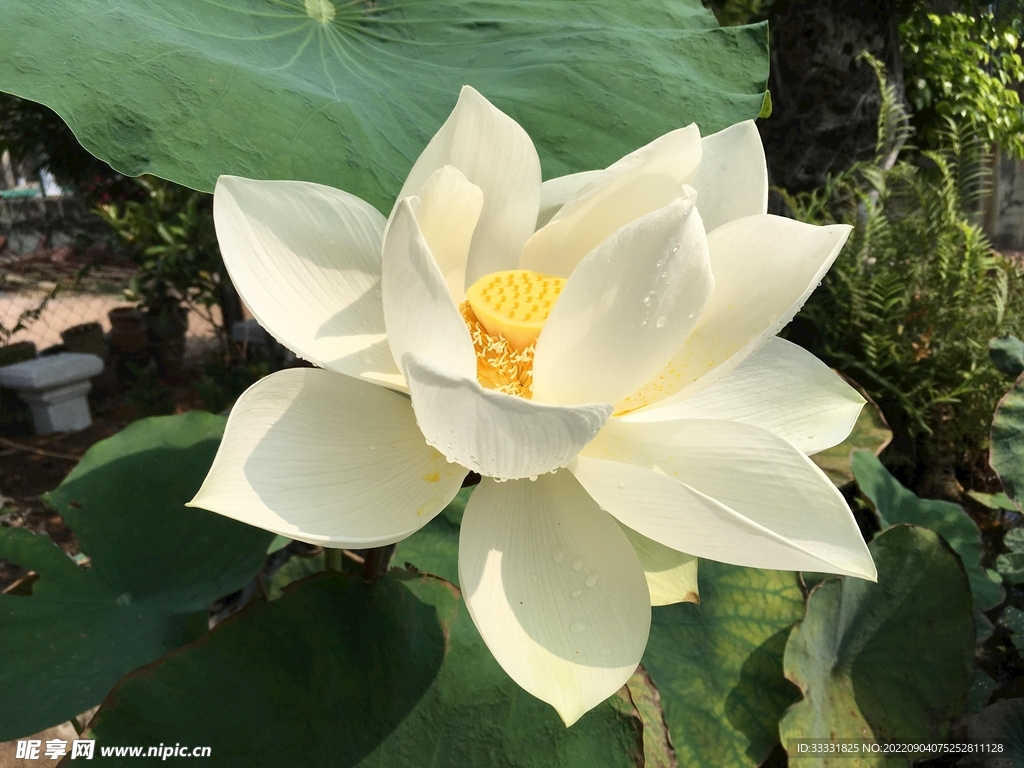 莲花