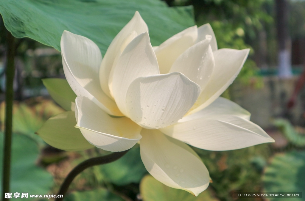 莲花