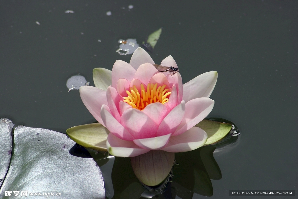 莲花
