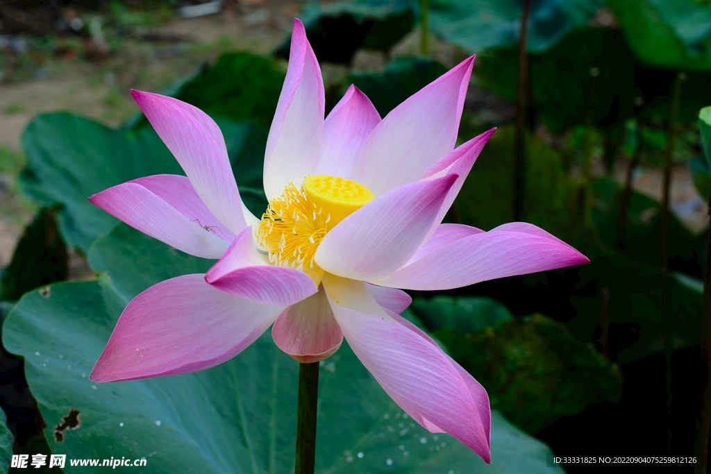 莲花