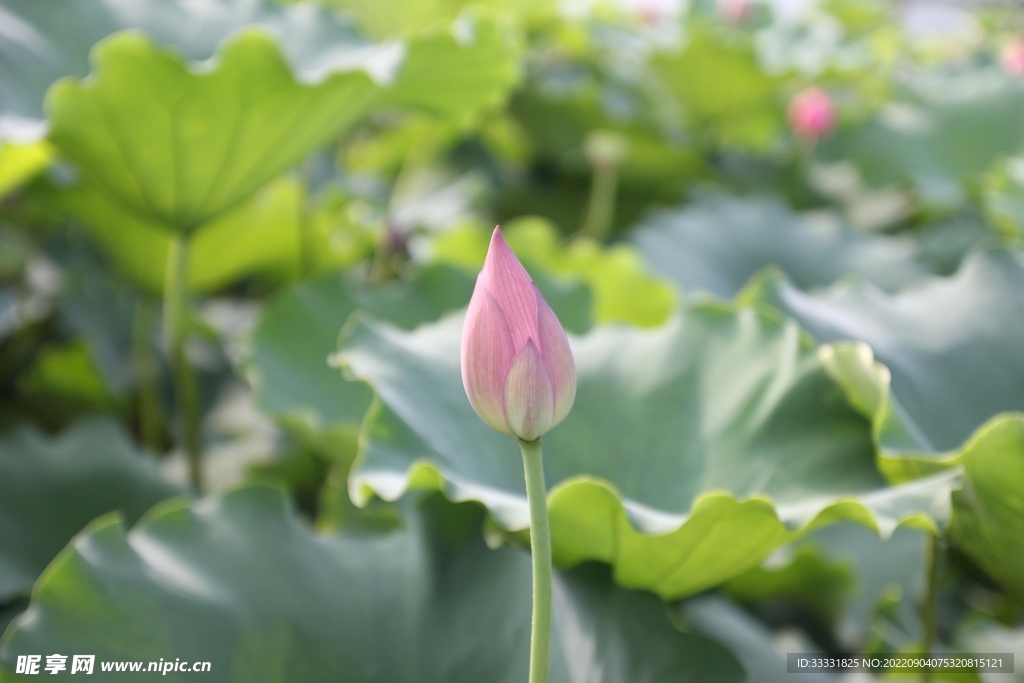 莲花