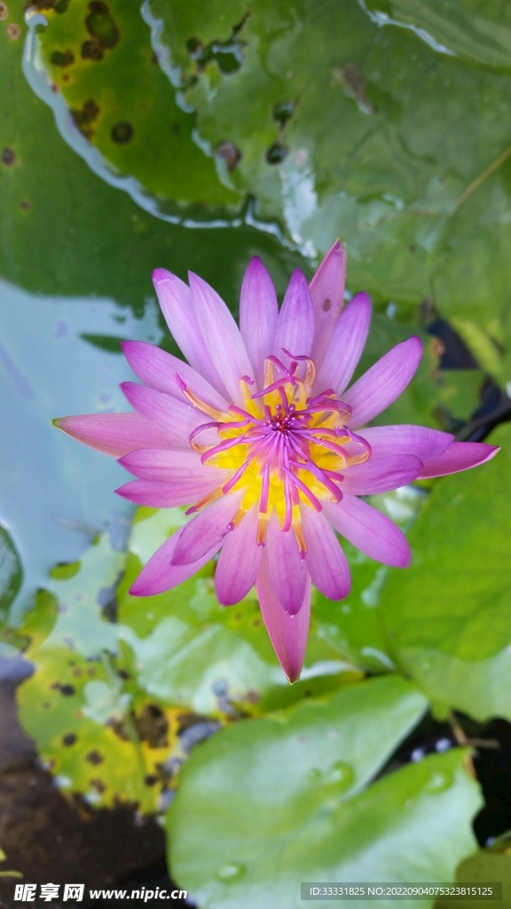 莲花