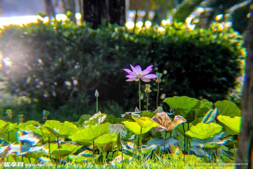 莲花