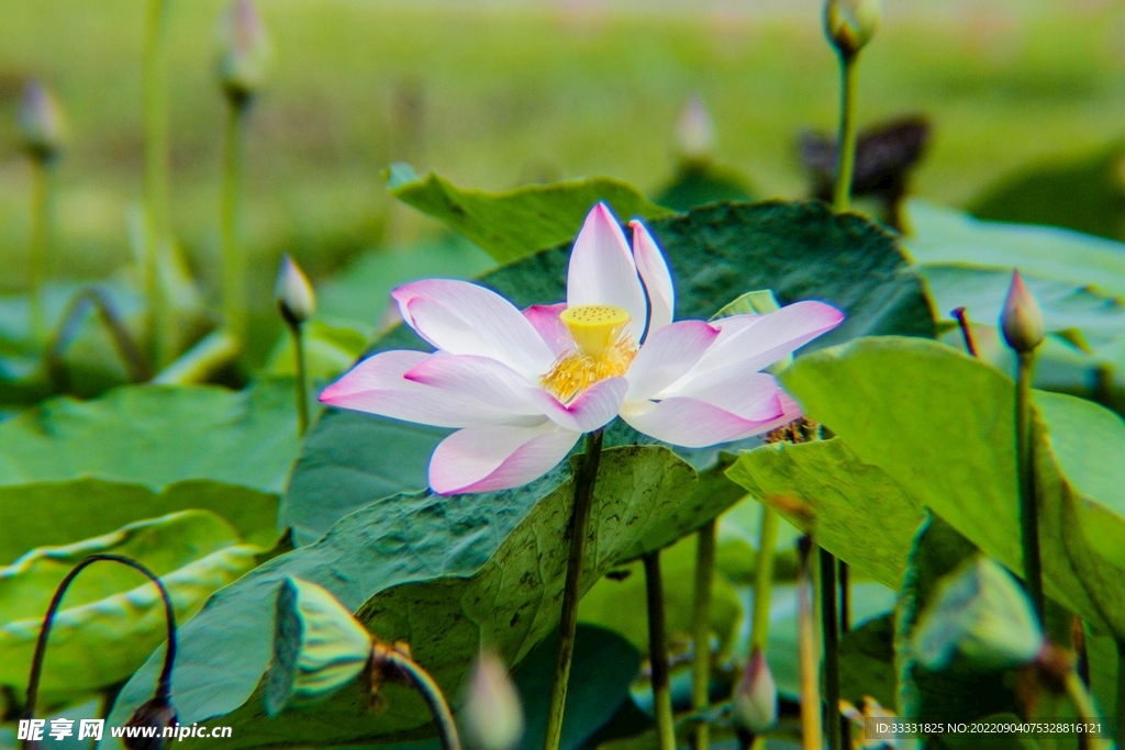 莲花