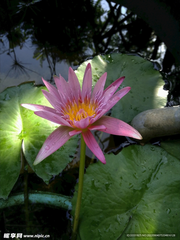 莲花