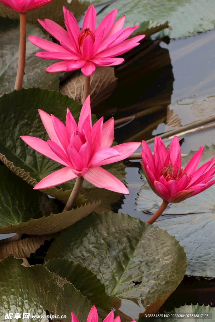 莲花