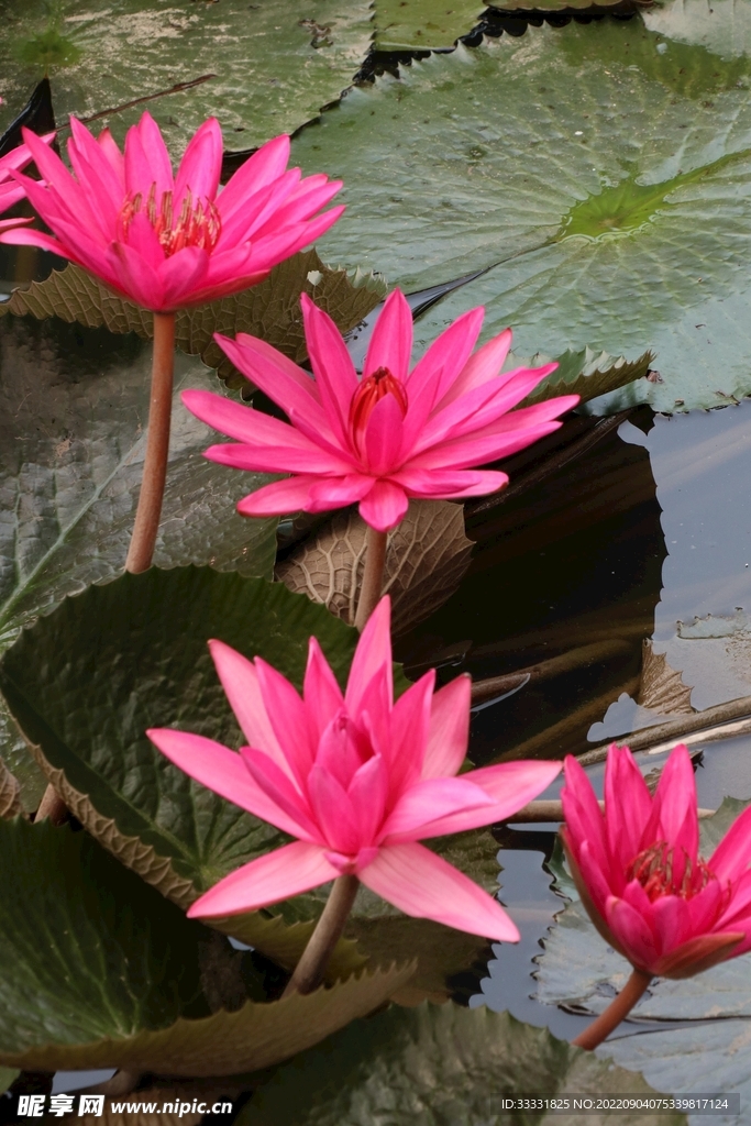 莲花