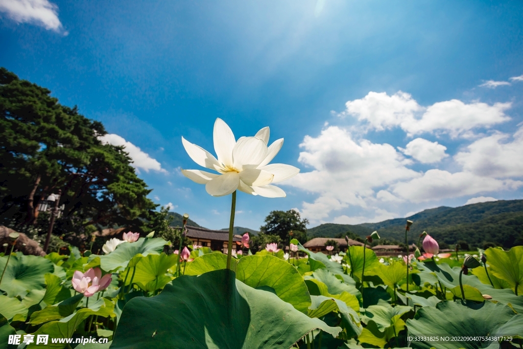 莲花