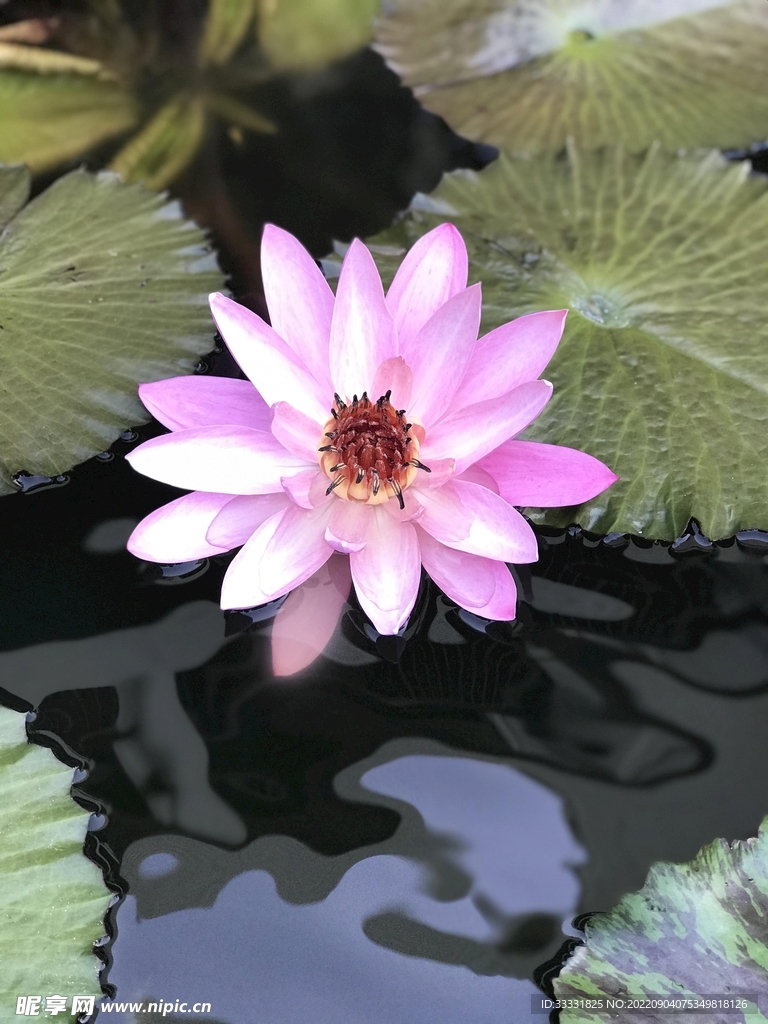 莲花