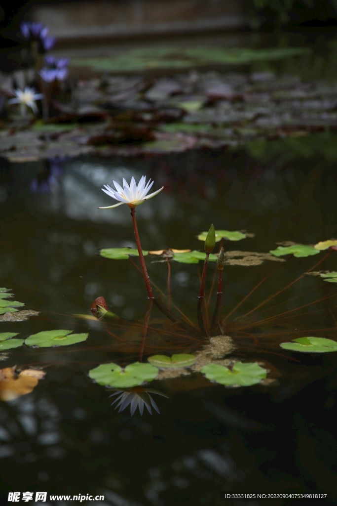 莲花