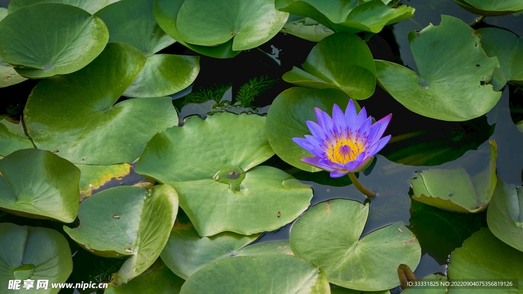 莲花