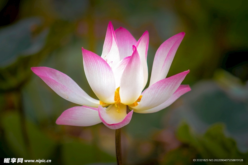 莲花