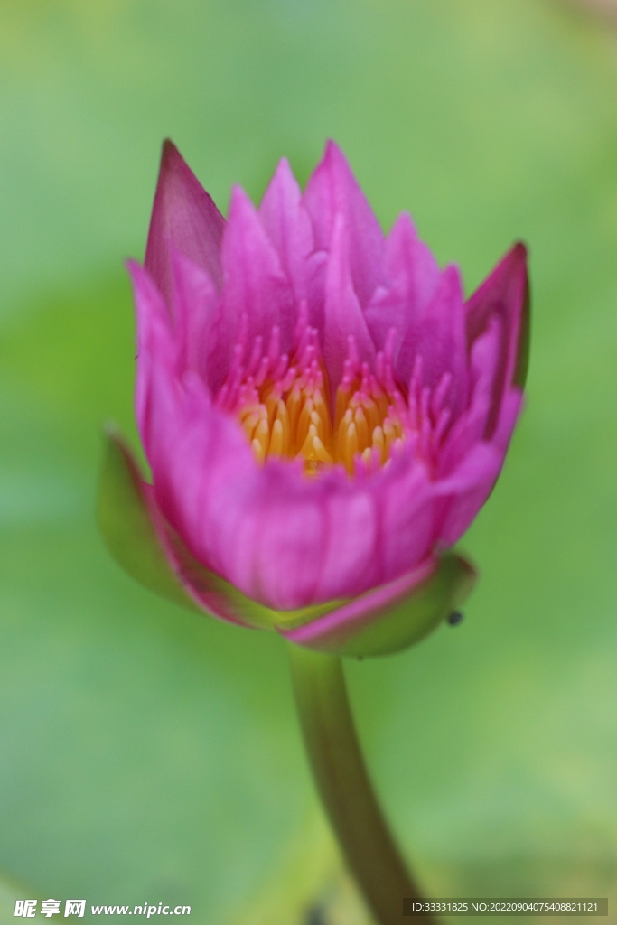 莲花