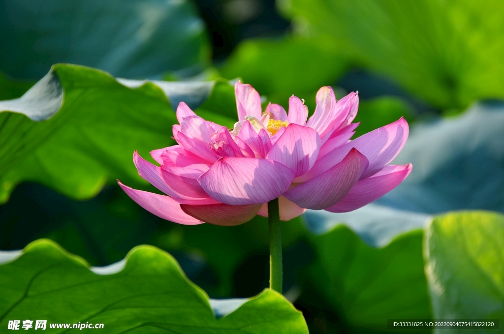 莲花