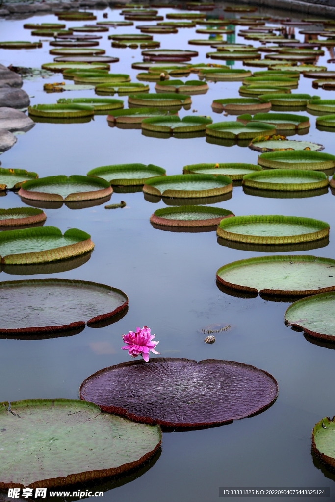 莲花